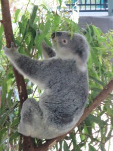 A cute koala (they're all cute)