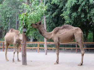 A couple of camels