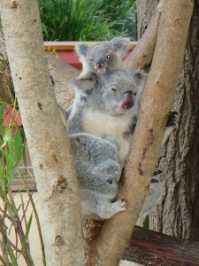 Mummy koala and baby koala