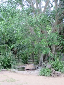 The biggest tortoises we've ever seen!