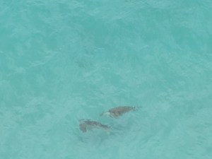 Turtles playing in the sea