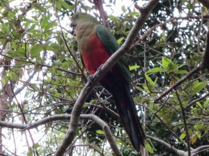 A snap of the local wildlife