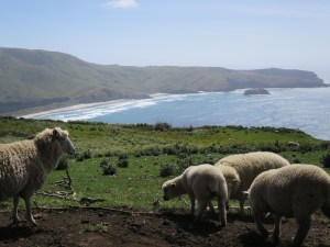 Even the sheep in New Zealand get great views!