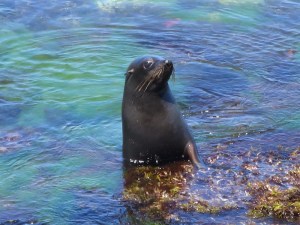 A friendly seal at Pilot's Beach