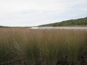 The reeds of Tautuku Estuary