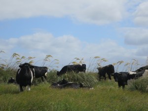 We've seen fields and fields of cows