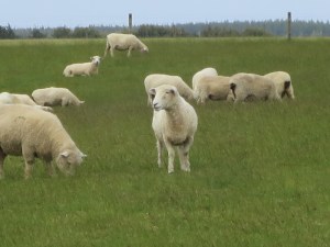 There are more sheep in New Zealand than people!