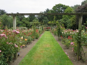 The beautiful rose garden in Queens Park
