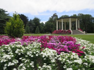 Flowers in bloom in Queens Park