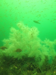 Sea coral and perch fish