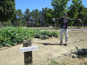 The lavender farm veggie patch with Charlie the scarecrow