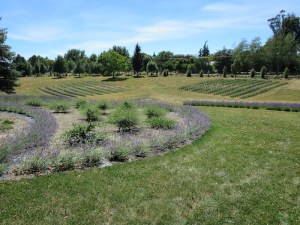 Wanaka lavender farm