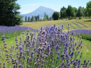 Beautiful lavender striped hills