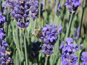 The bees love lavender