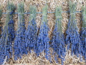Lavender drying in the farm shop