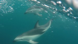 Dolphins playing in the Kaikoura waters