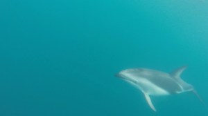 Snorkelling with dusky dolphins