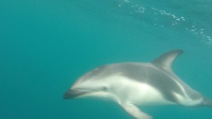 The dolphins were an arms reach away