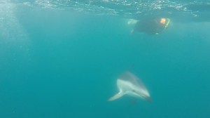 The dolphins swam right beneath us