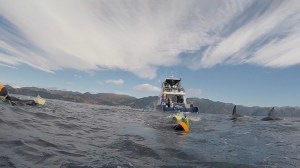Dolphins amongst the snorkelers