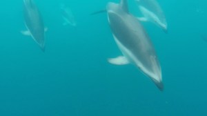Dusky dolphin pod