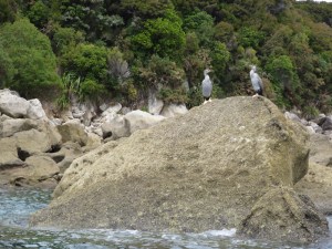 Shags chilling on the rocks