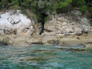 Can you see the baby seal on the rocks?