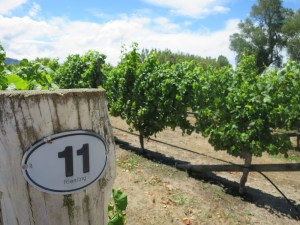 Riesling vines at the Allan Scott estate