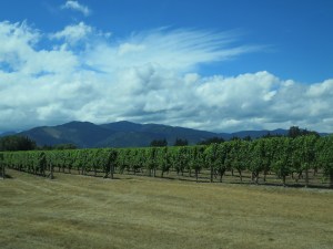 Lovely views of the vines at Spy Valley