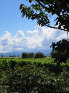 MOA beer brewery, surrounded by vineyards!