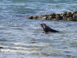 A seal at the Kaikoura Peninsula