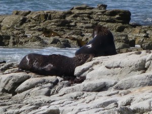 Seals basking in the sun at the Kaikoura Peninsula