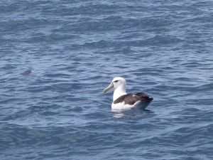 Albatross were amongst the many sea birds we saw