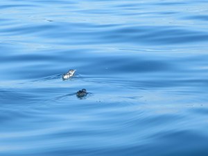 The tiny blue penguin out at sea