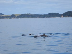 Little blue penguins bobbing around in the water