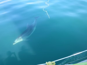 Two bottle nose dolphins playing in the water beside our boat