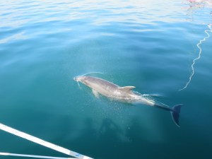 Bottle nose dolphin swimming alongside our boat