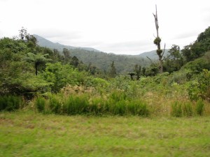 The lush vegetation appreciated all the rain