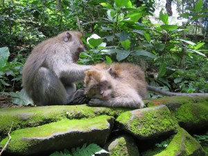 It's hard work being a monkey