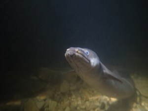 One of the black eels found in the caves