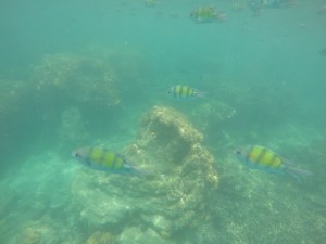 Fish amongst the coral