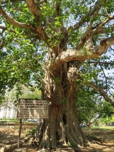 The 'magic tree' used to hand loudspeakers to hide the moans of those being executed