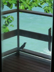 Birdie on the balcony