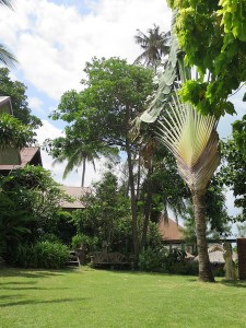 Gorgeous lush green grounds of Vikasa