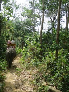 The elephant in front of us on the trek