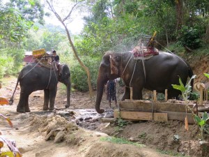 Our elephant having a nice wash down after the trek