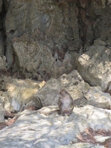 Monkeys on Monkey beach