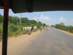 Passing by a herd of cows on the road