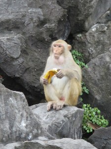 Monkey enjoying a banana