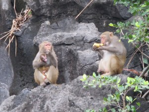 Monkeys enjoying a banana